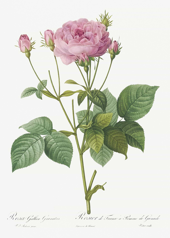 Pink French Roses