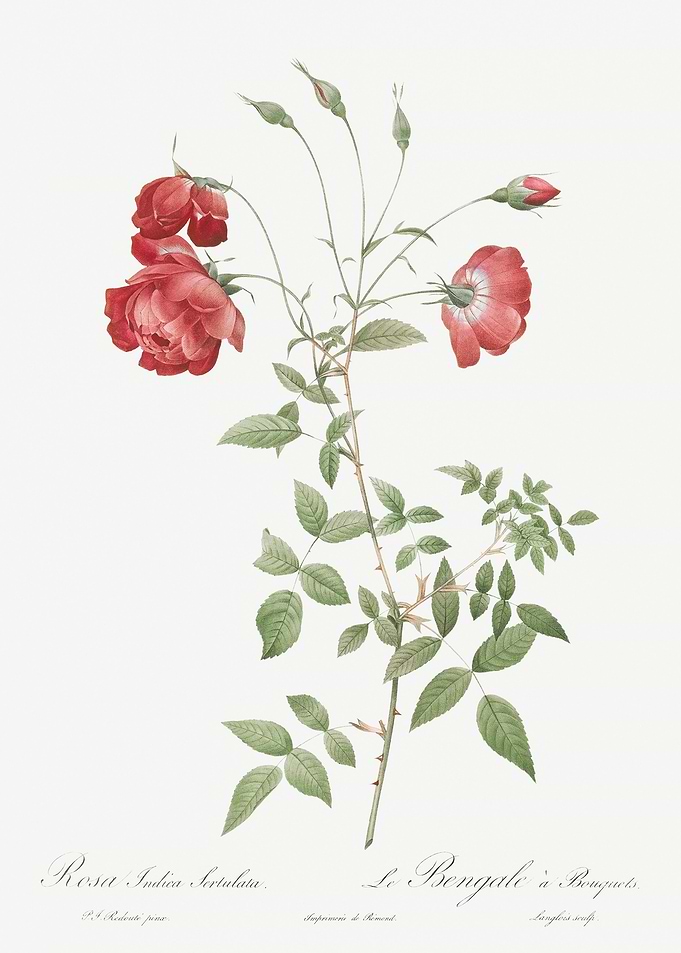 Vintage Red Rose Poster