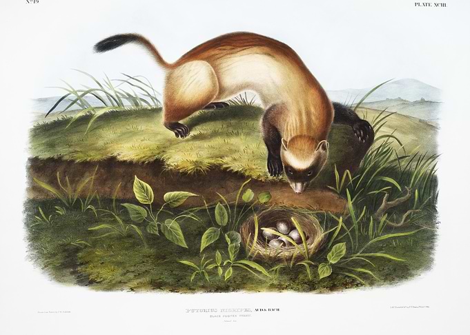 BlackFooted Ferret Putoriu