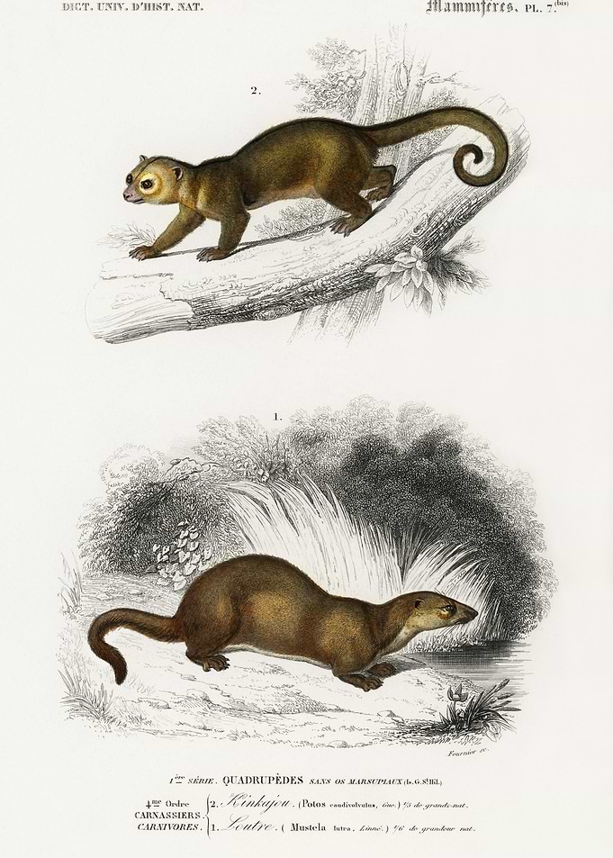 Kinkajou Potos Caudivolvul