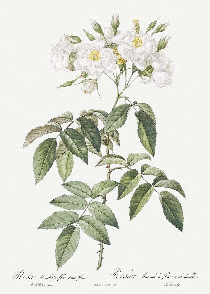 Blooming Musk Roses