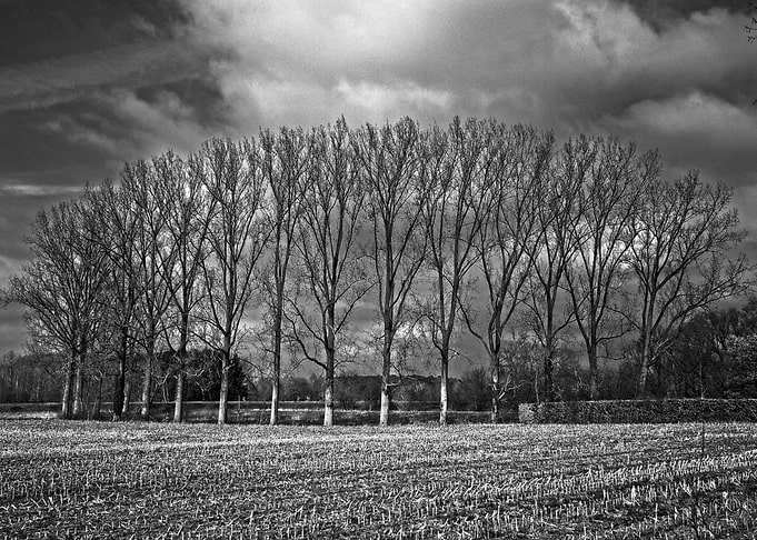 Nieuwlang Magic trees
