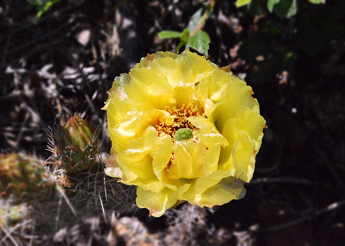 Flower 13