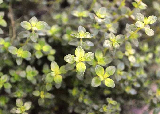 Plant 2