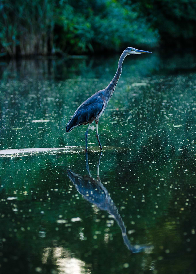 Reflection