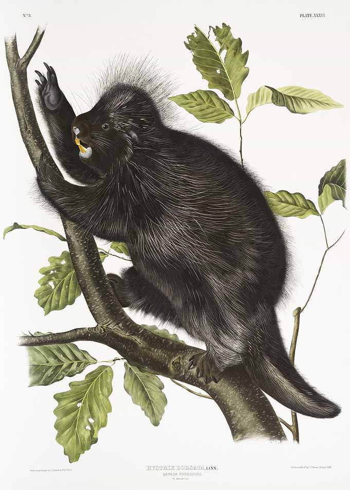 Canada Porcupine Nystrix D