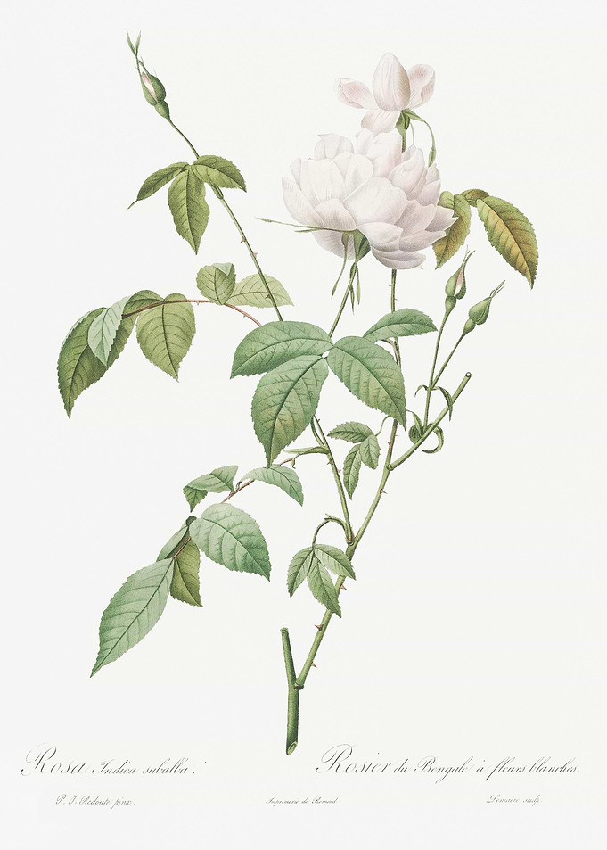 White Bengal Rose In Bloom