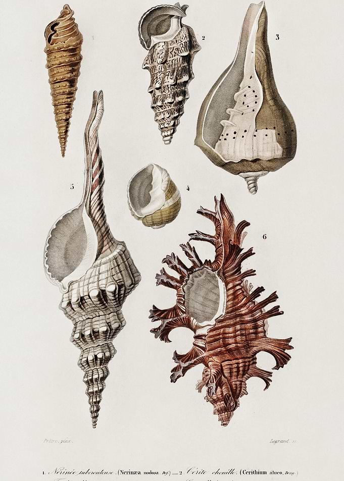 Different Types Of Mollusk