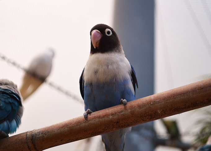 Parrot 10