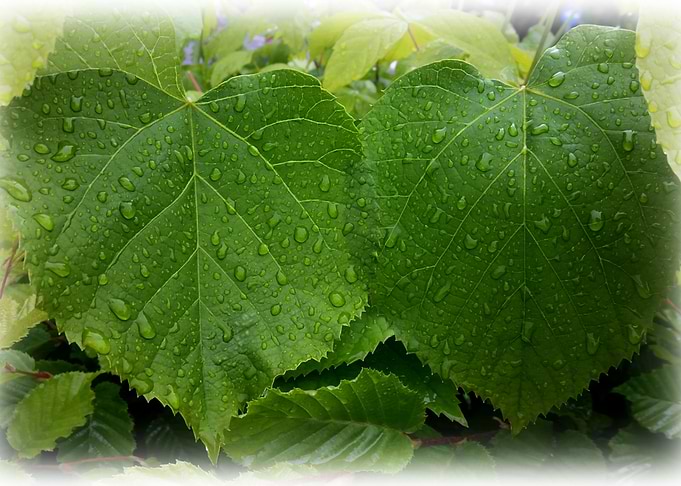 twin leaves