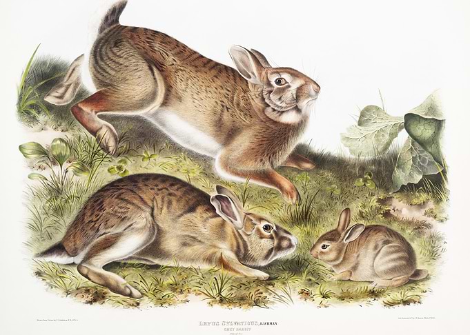 Grey Rabbit Lepus Sylvatic