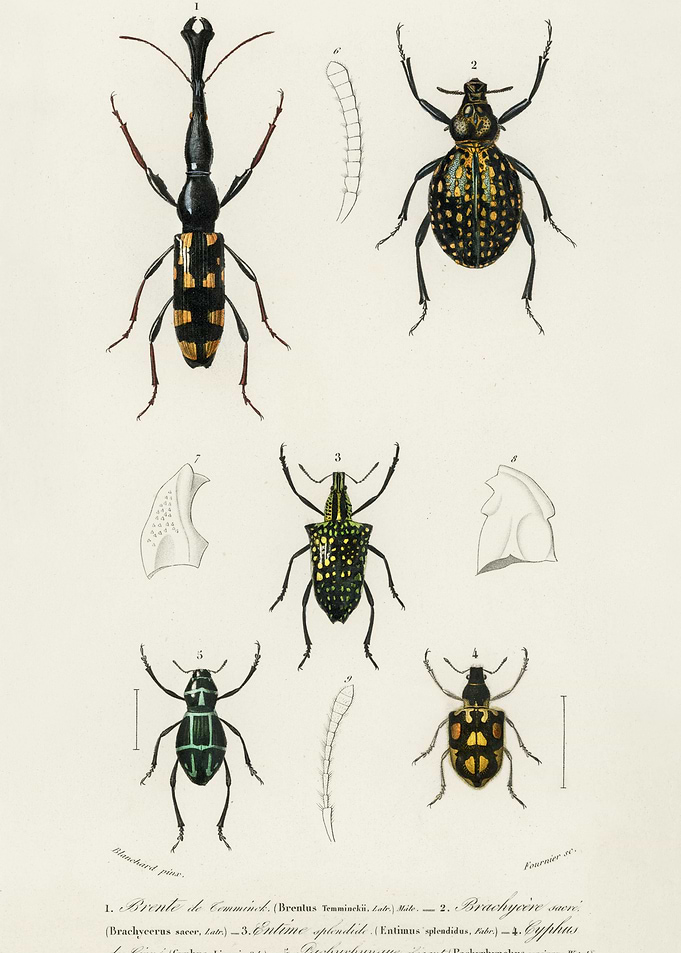 Different Types Of Insects