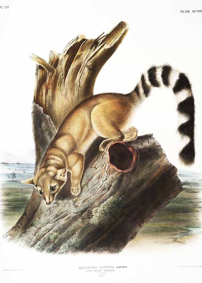 RingTailed Bassaris Bassar