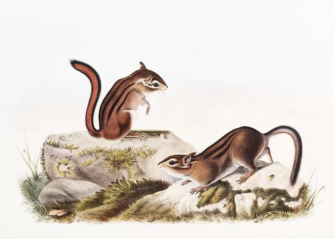 Townsend39S Ground Squirre