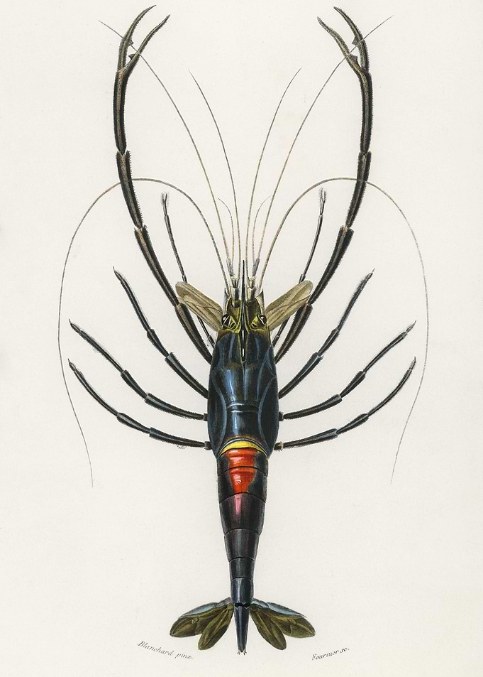 Crimson Crawfish Palemon O