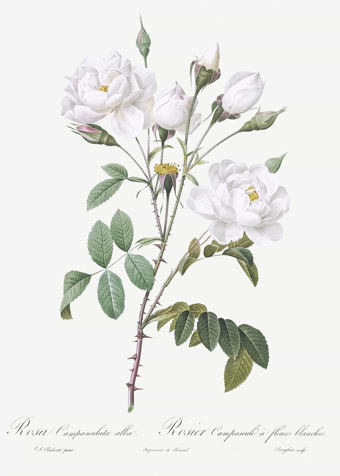 Vintage White Rose Poster