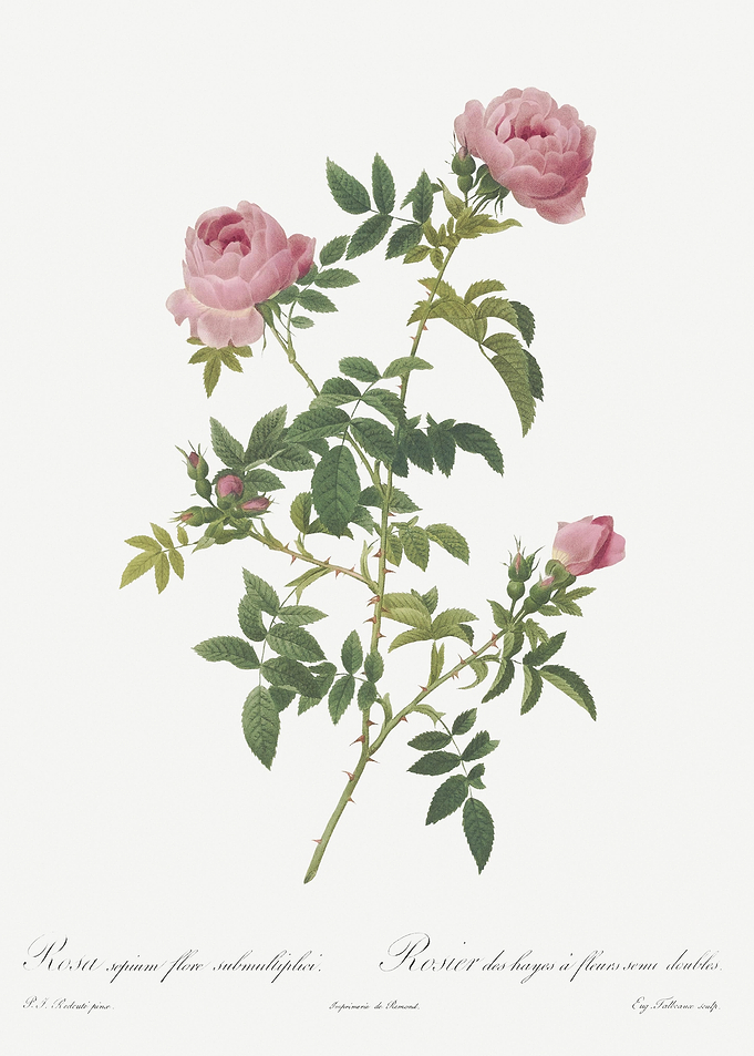 Pink French Roses