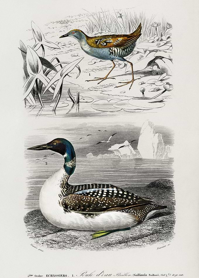 Different Types Of Birds I