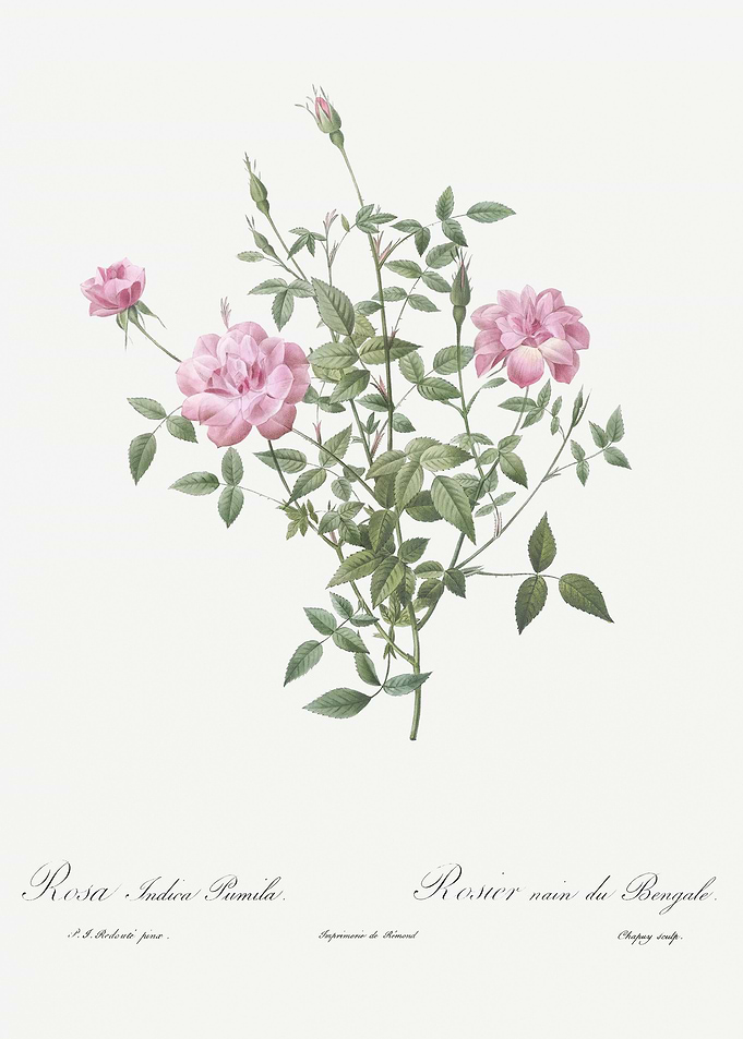 Vintage Dwarf Rosebush Pos