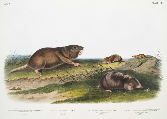 Southern Pouched Rat Pseud