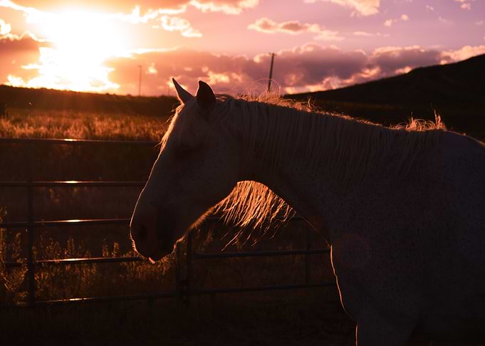 Horse 1