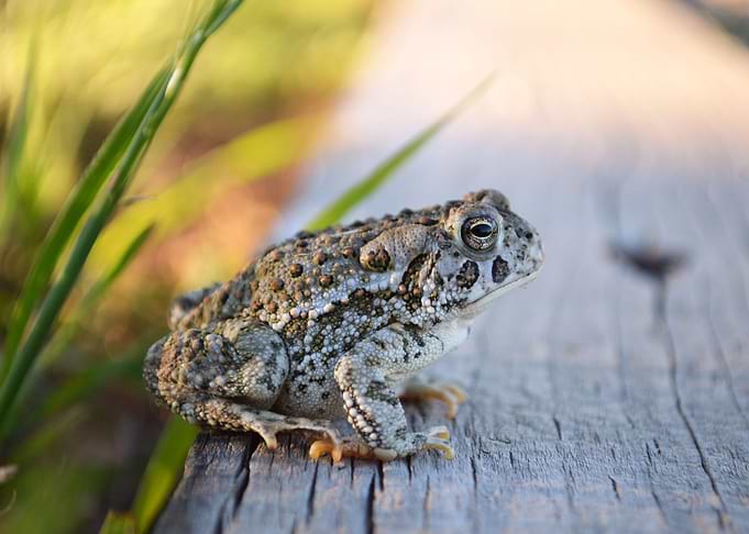 The Frog Prince