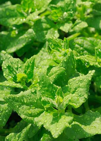 Spinach leaves