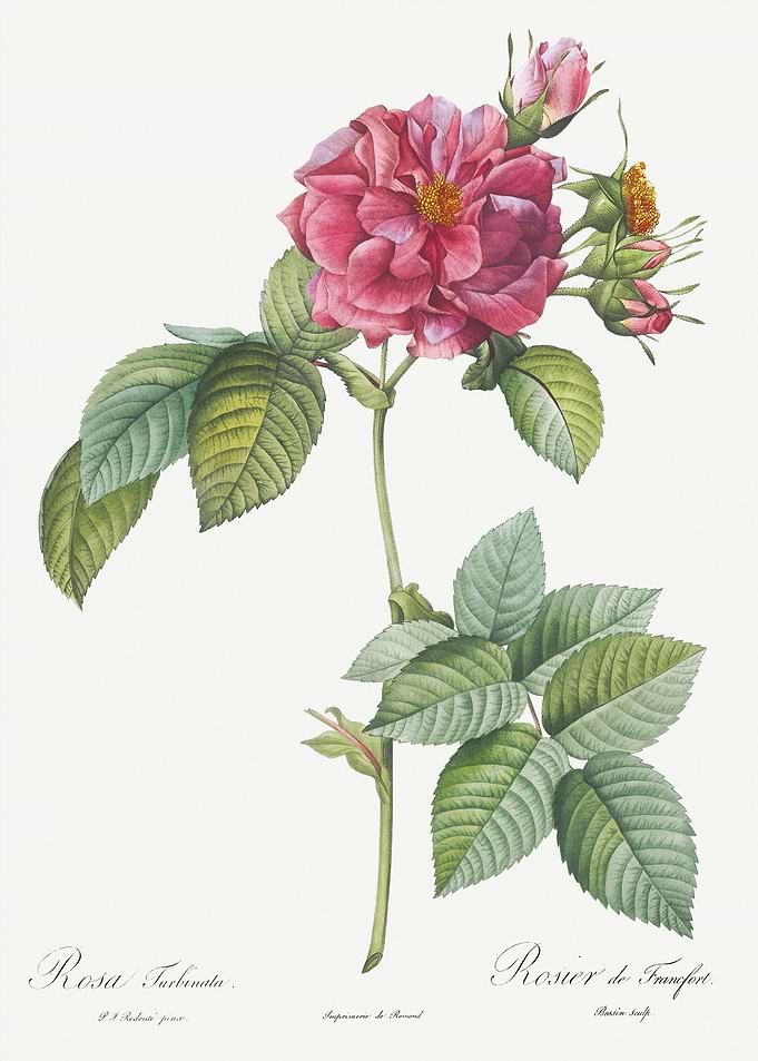 Pink Francfort Rose