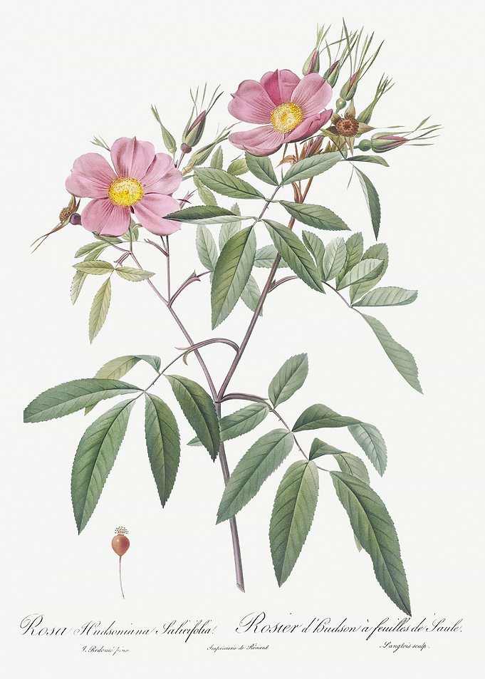 Pink Swamp Roses