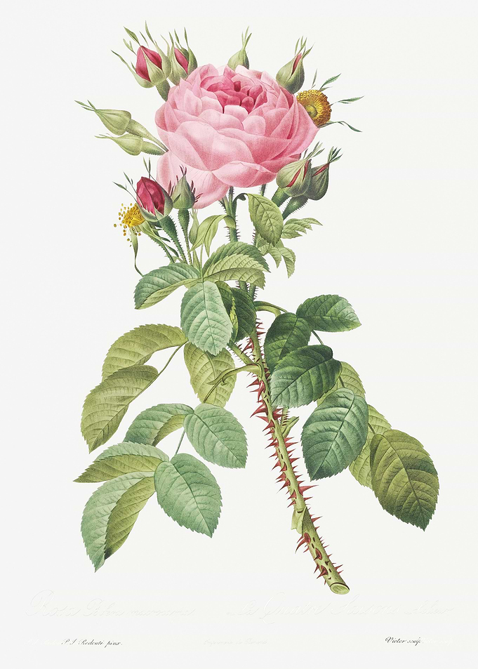 Pink Rose In Bloom