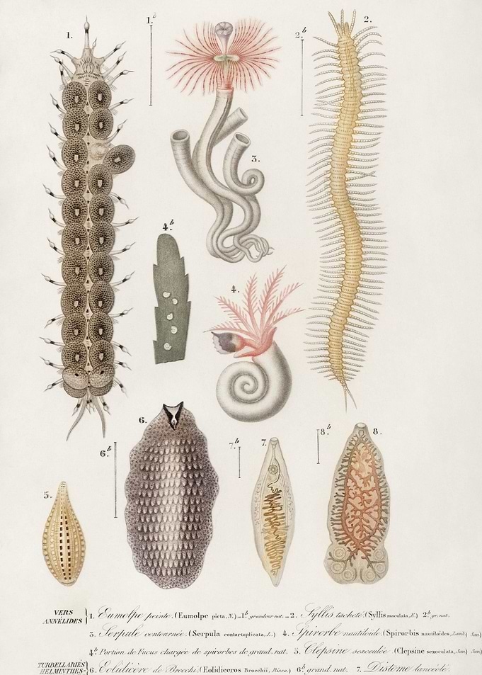 Different Types Of Marine
