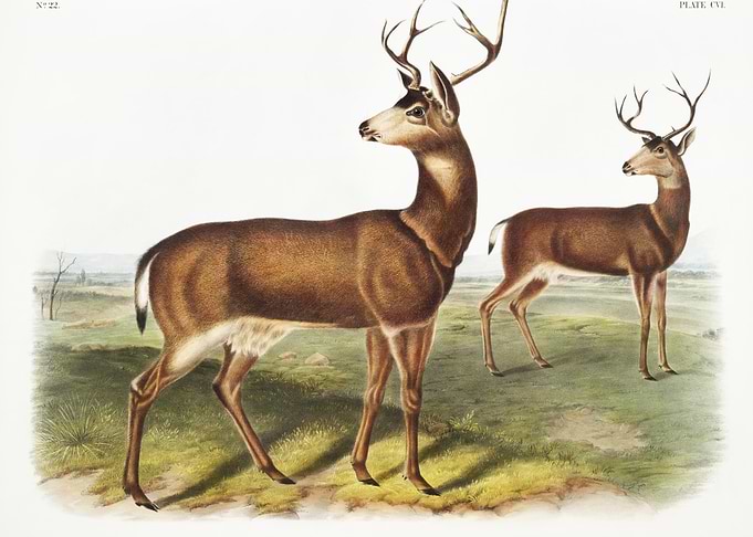 Columbian BlackTailed Deer