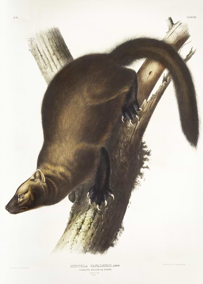 Pennant39S Marten Mustela