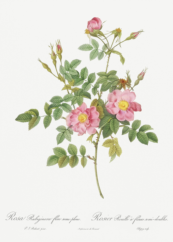 Pink Rosebush In Bloom