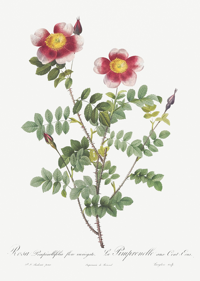 Vintage Burnet Rose Poster