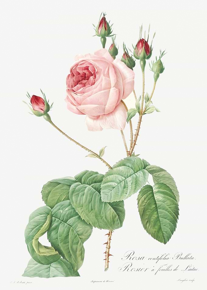 Vintage Provence Rose Post