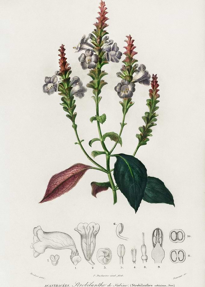 Strobilanthes Sabiniana Il