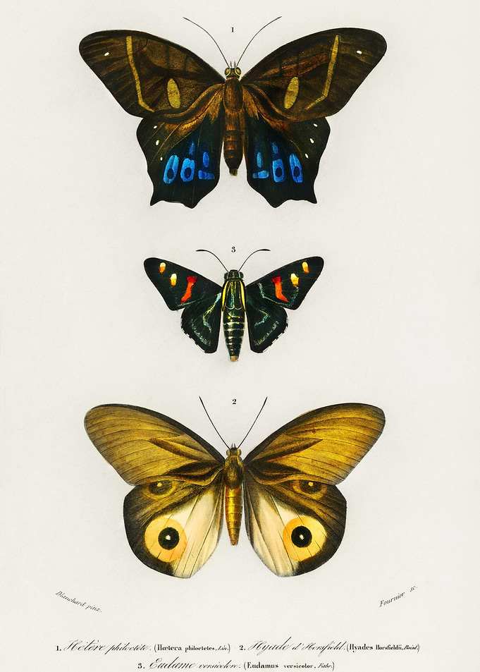 Different Types Of Butterf