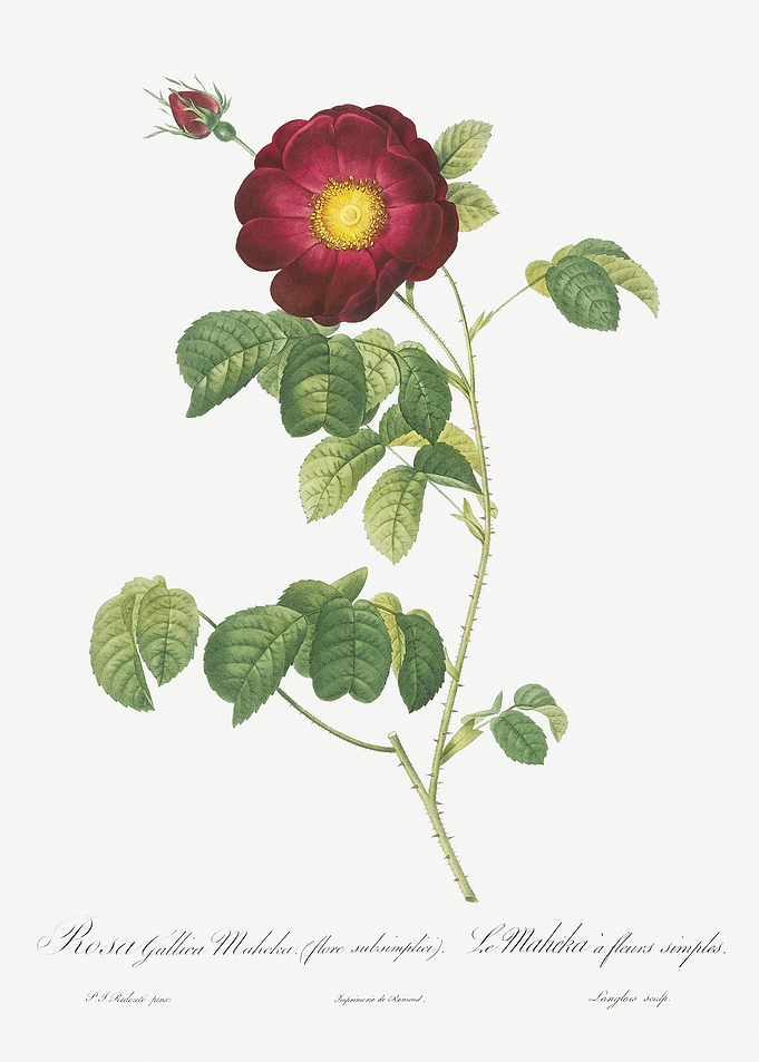 Vintage Rose Drawing