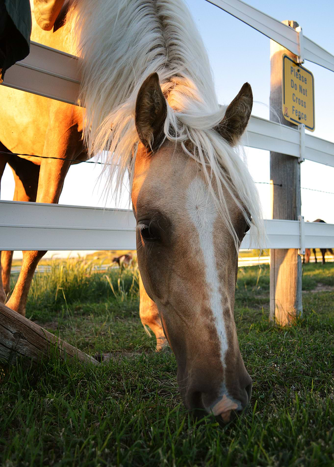 Horse 3