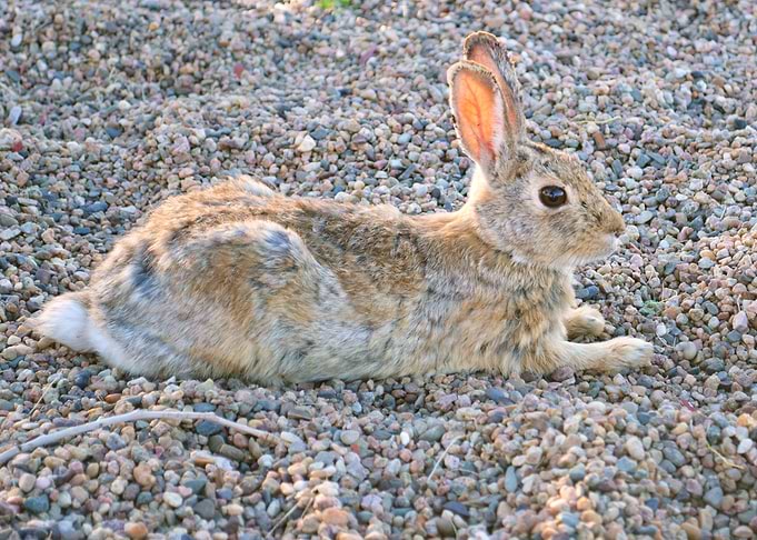 Rabbit 1