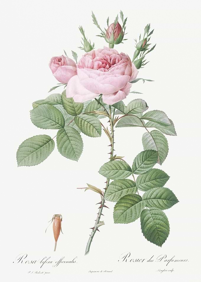 Vintage Pink Rose Poster