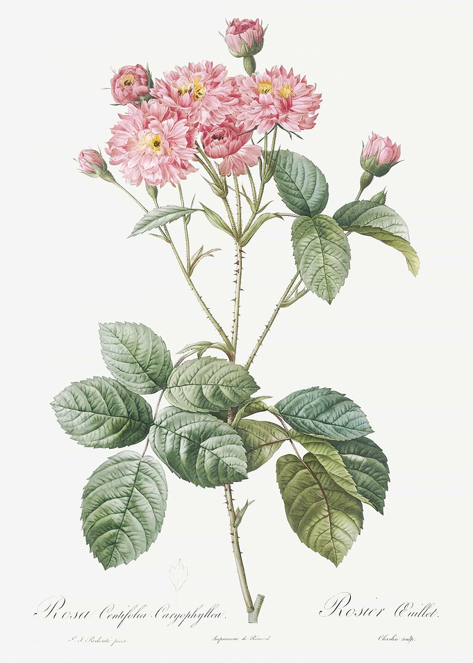 Vintage Pink Rosebush Post