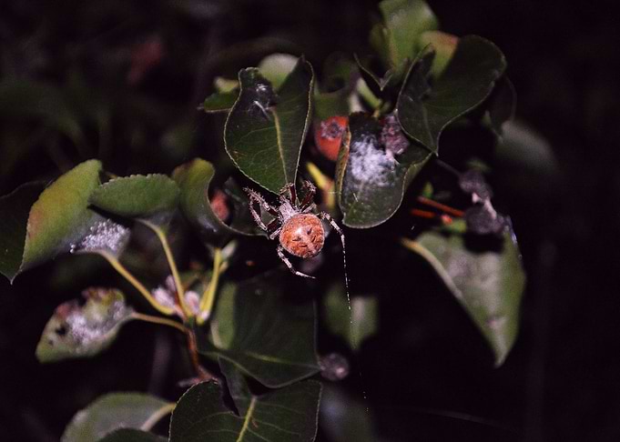 Spider 1