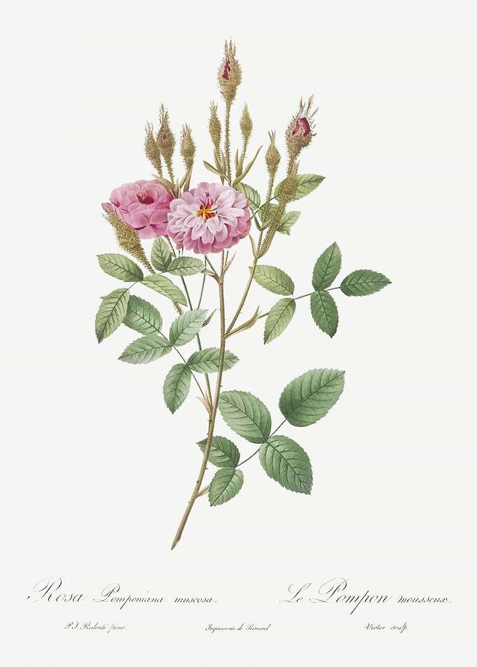 Mossy Pompon Rose
