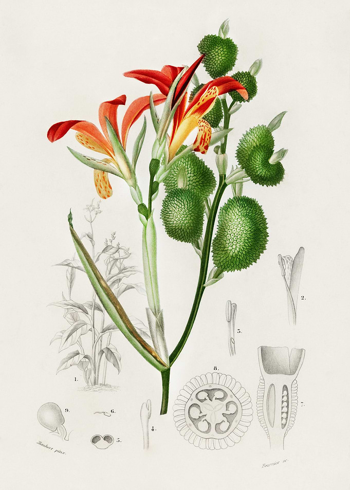 Anna Speciosa Illustrated