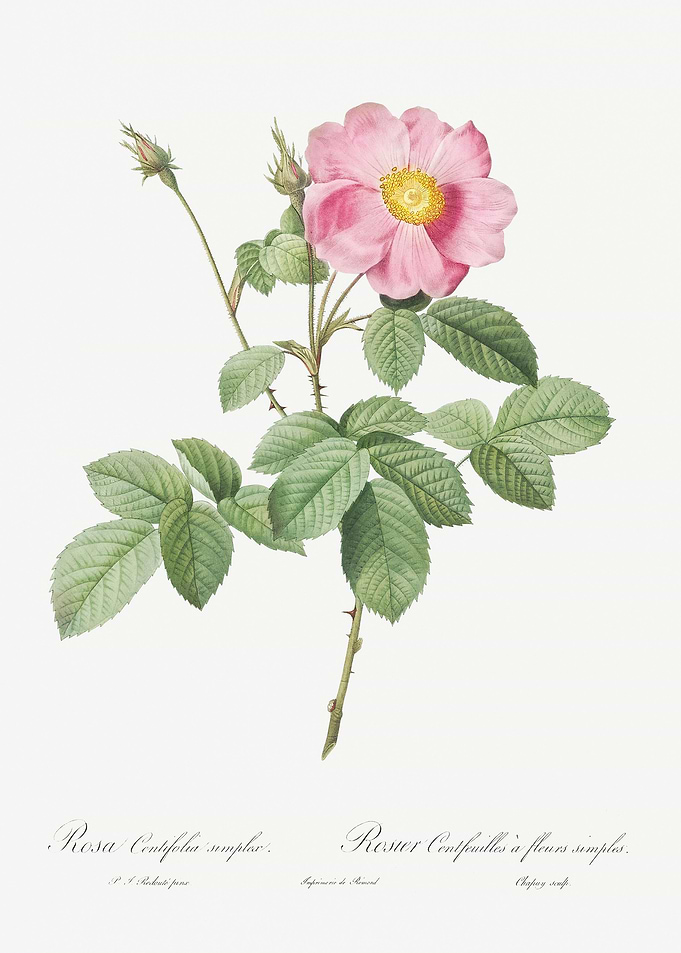 Vintage Cabbage Rose Poste