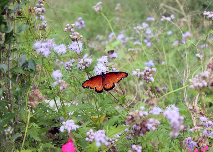 Butterfly 3