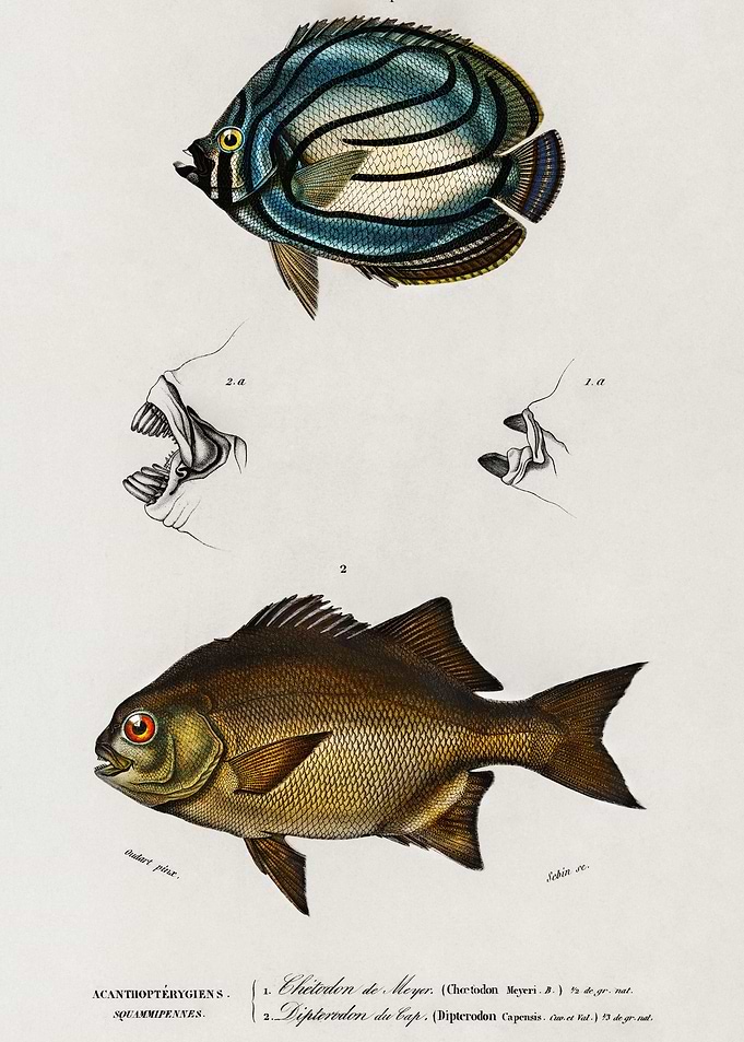 Different Types Of Fishes