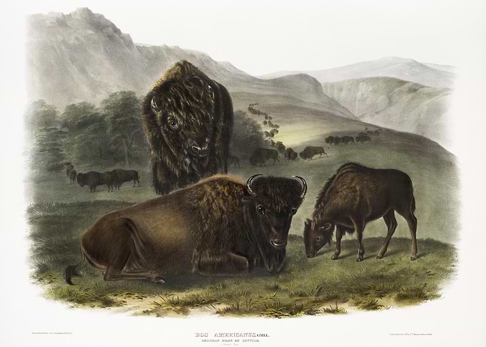 American Bison Bos America